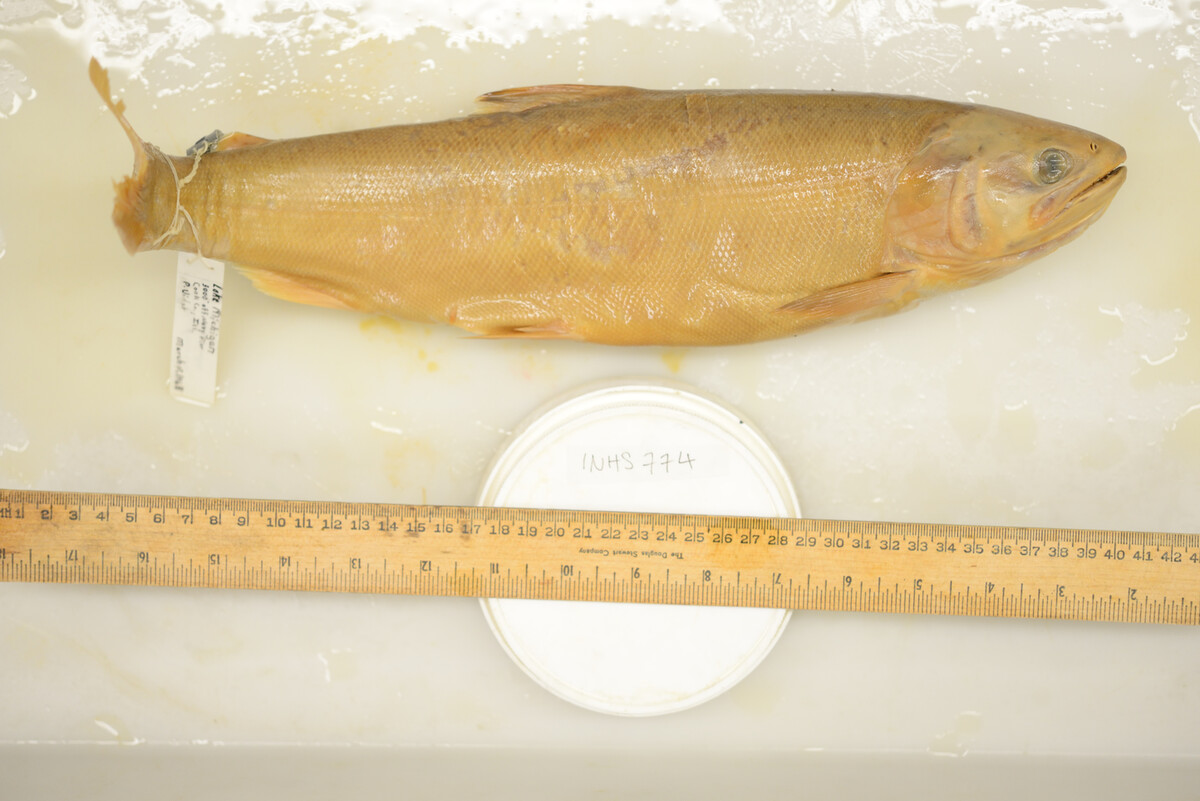 Oncorhynchus kisutch image