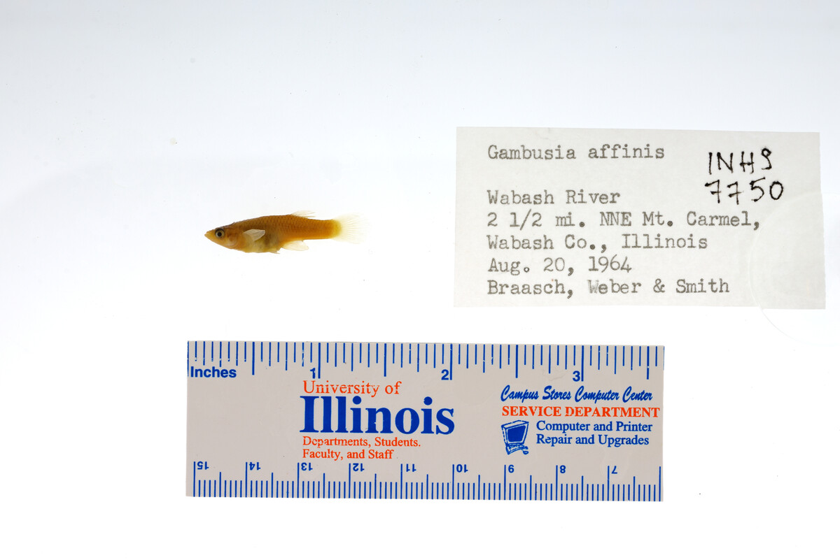 Gambusia affinis image