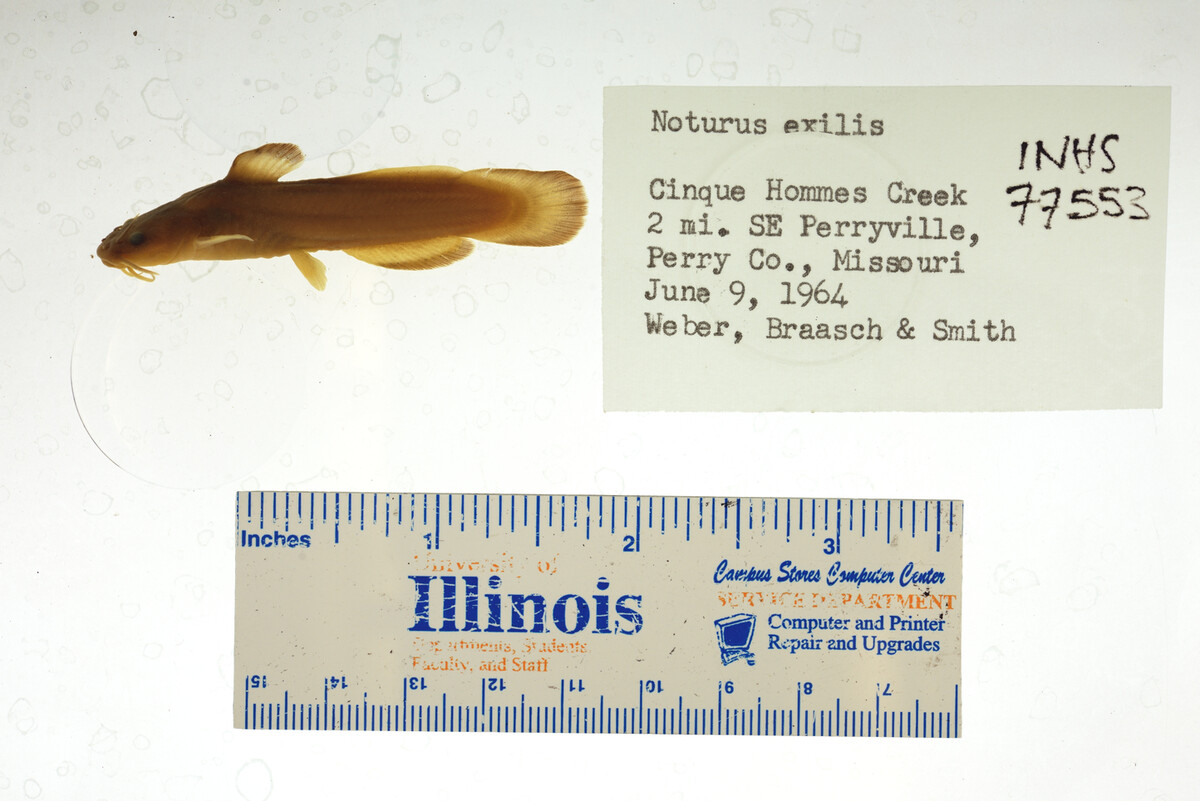 Noturus exilis image