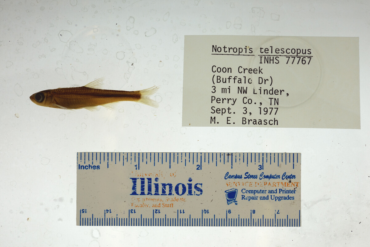 Notropis telescopus image