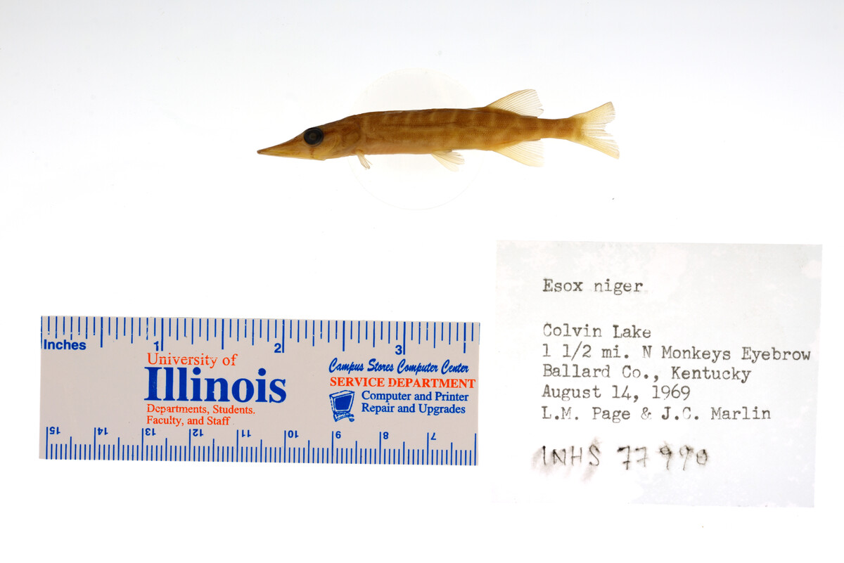 Esox niger image