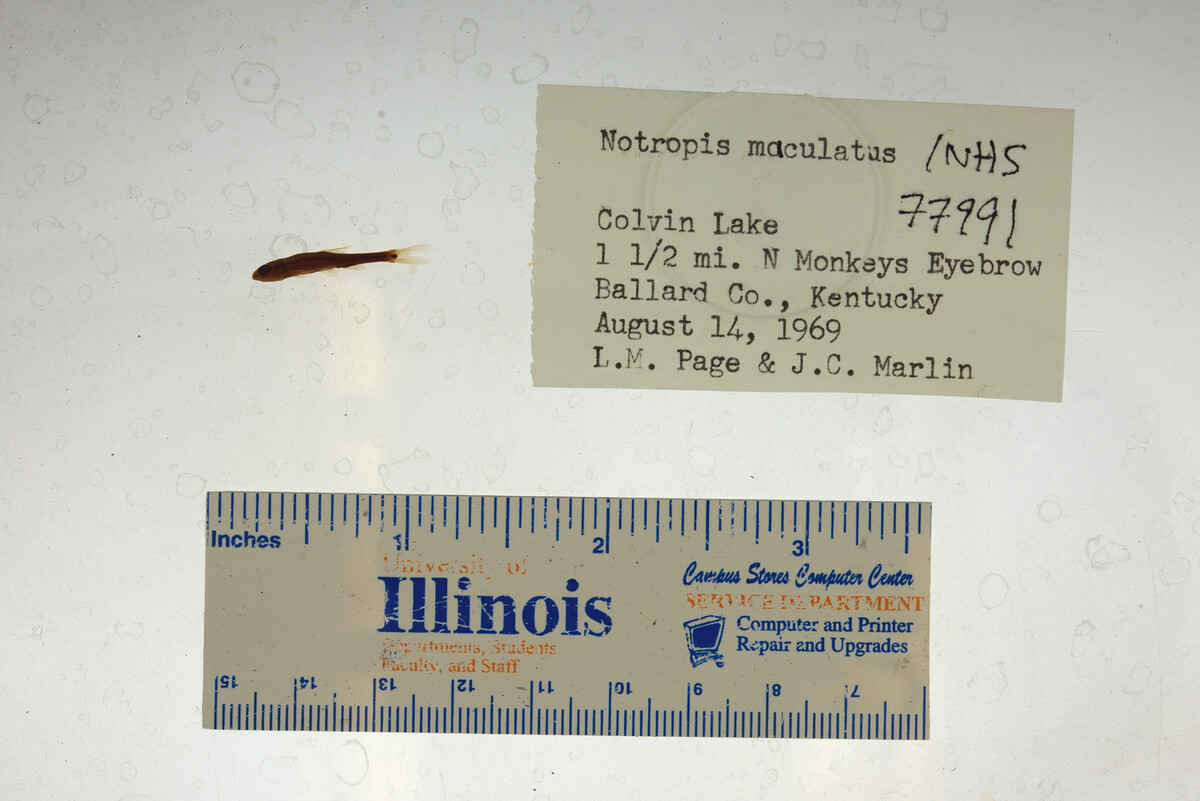 Notropis maculatus image