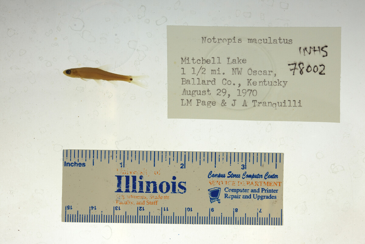 Notropis maculatus image