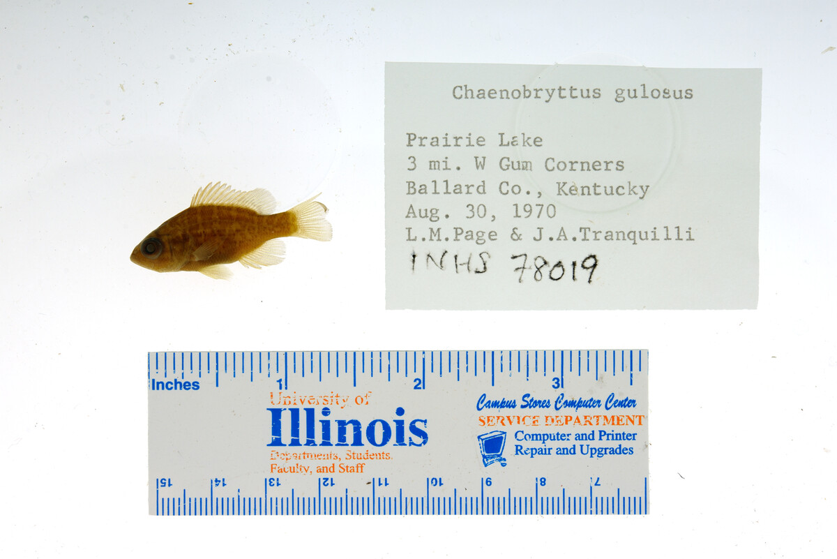 Lepomis gulosus image