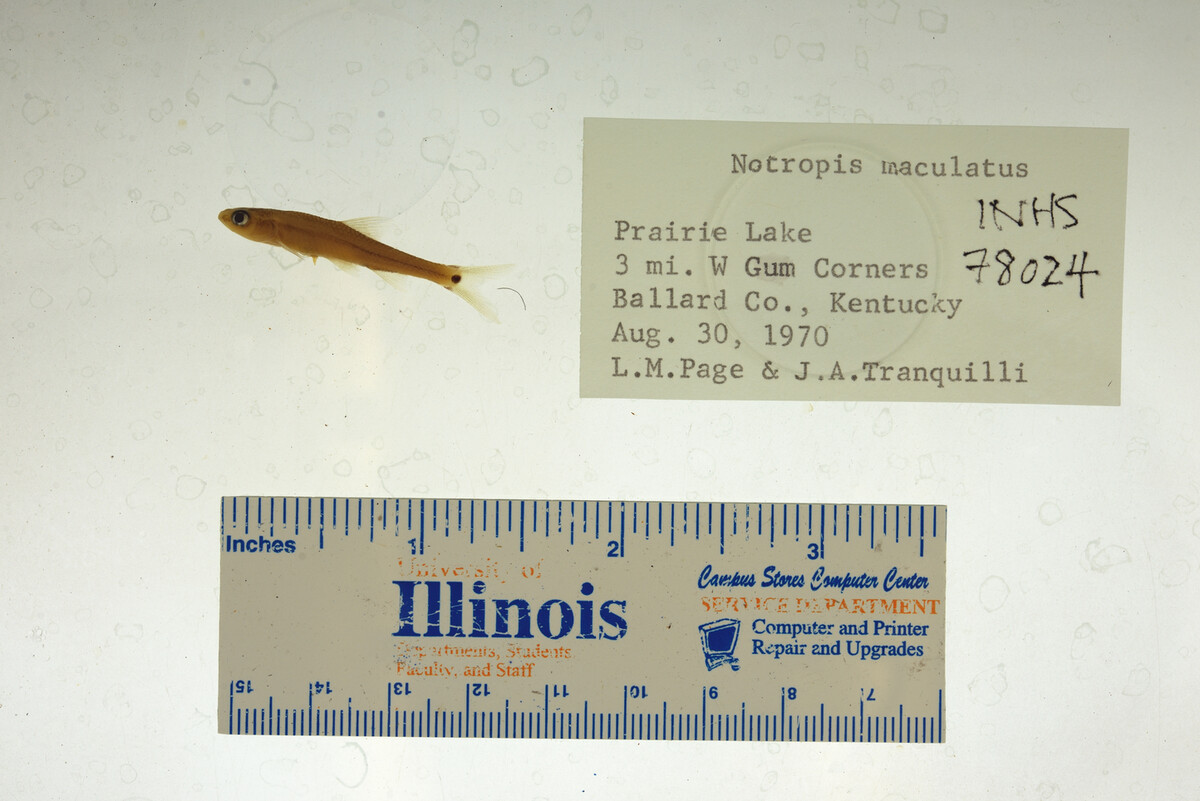 Notropis maculatus image
