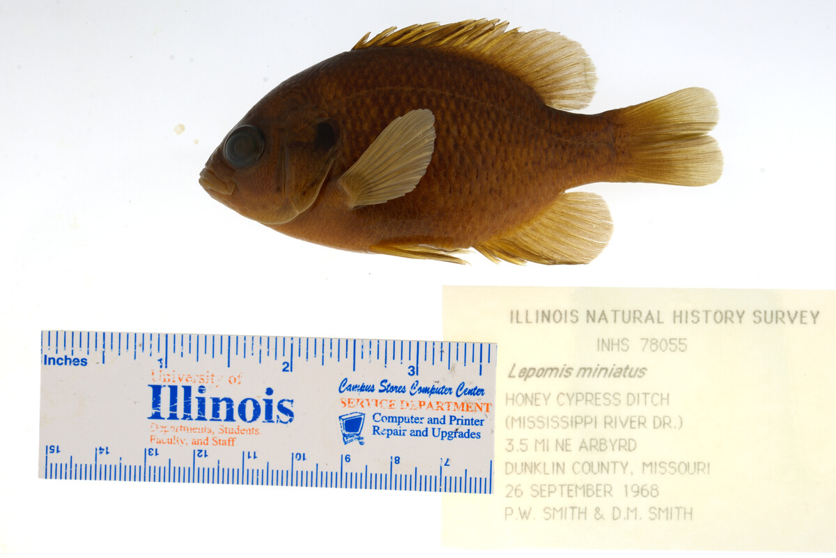 Lepomis miniatus image