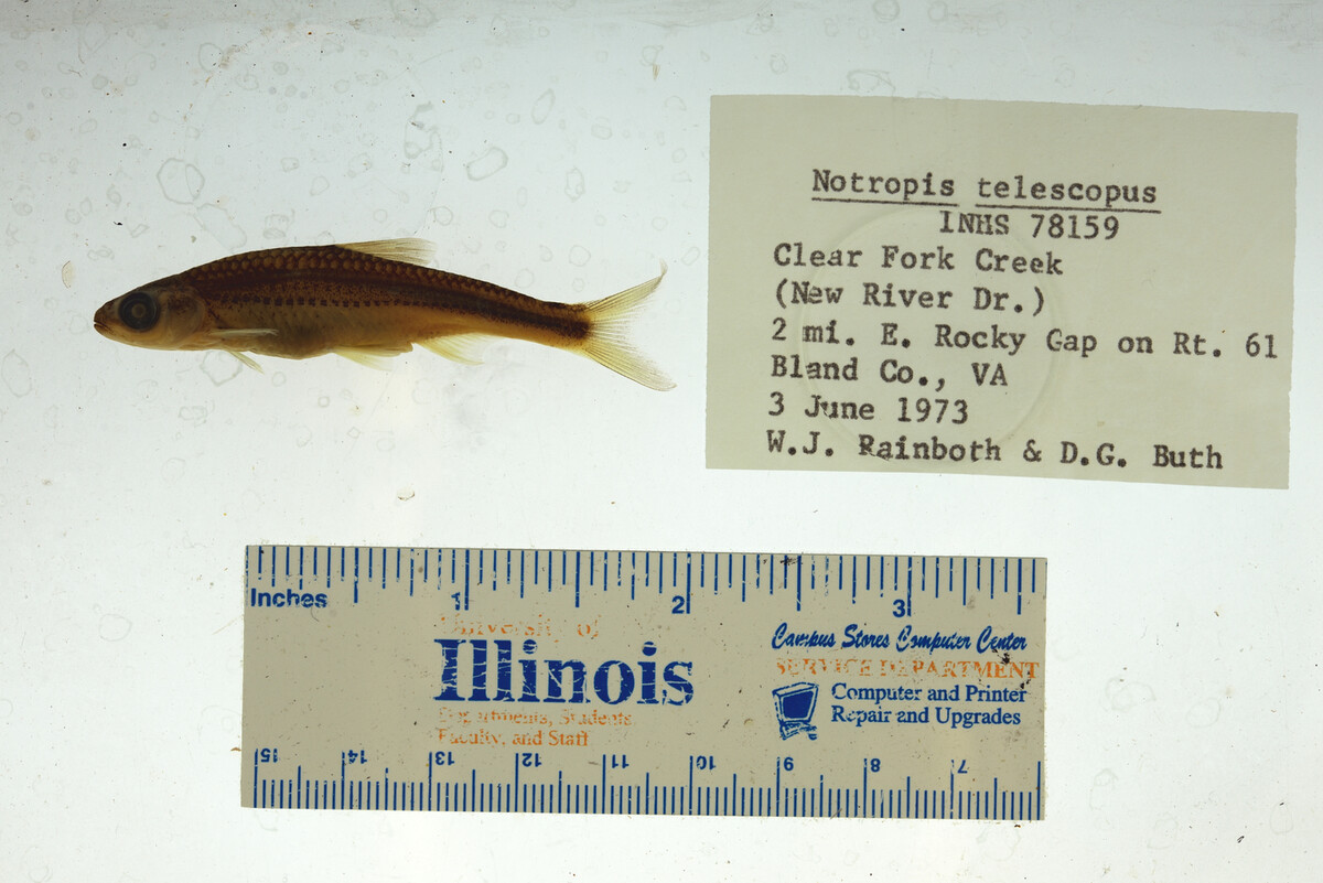 Notropis telescopus image