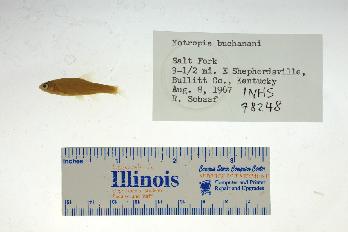 Notropis buchanani image