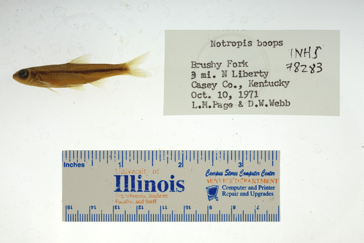 Notropis boops image