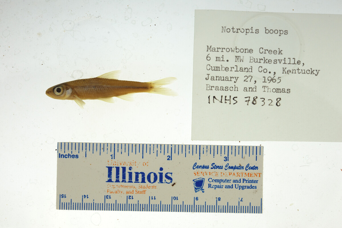 Notropis boops image