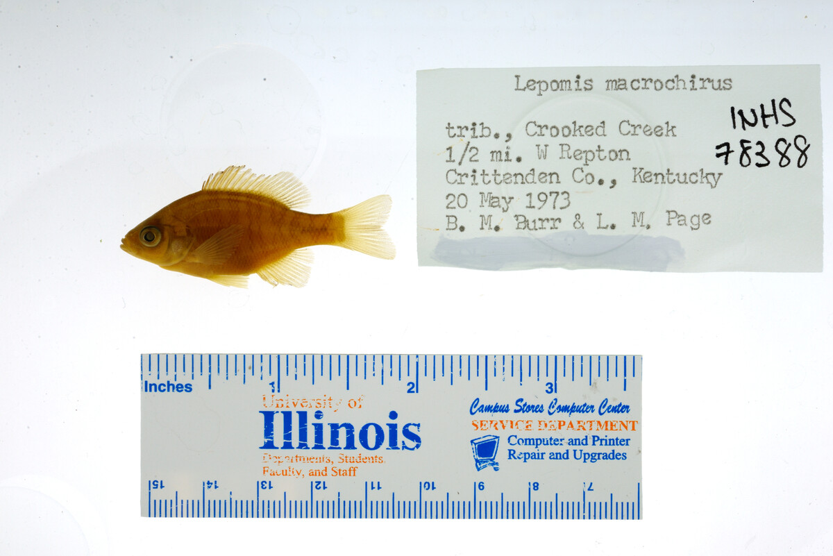Lepomis macrochirus image