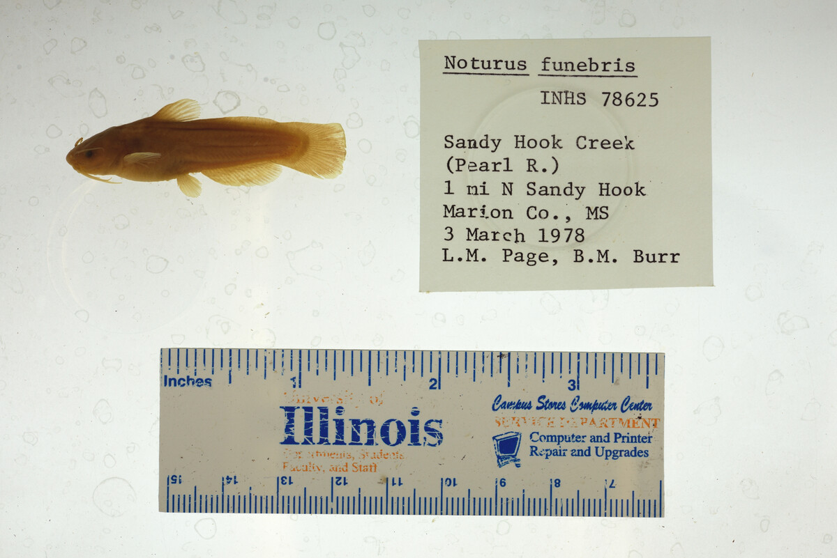 Noturus funebris image