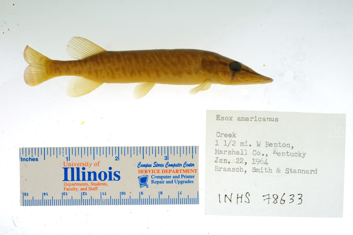 Esox americanus image