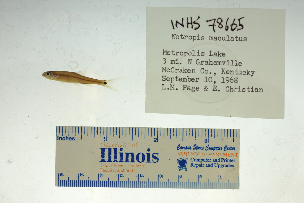 Notropis maculatus image