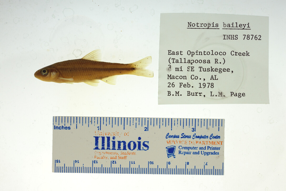 Notropis baileyi image