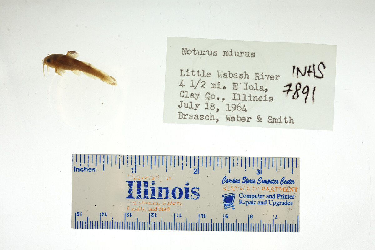 Noturus miurus image