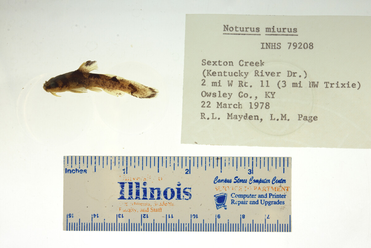Noturus miurus image