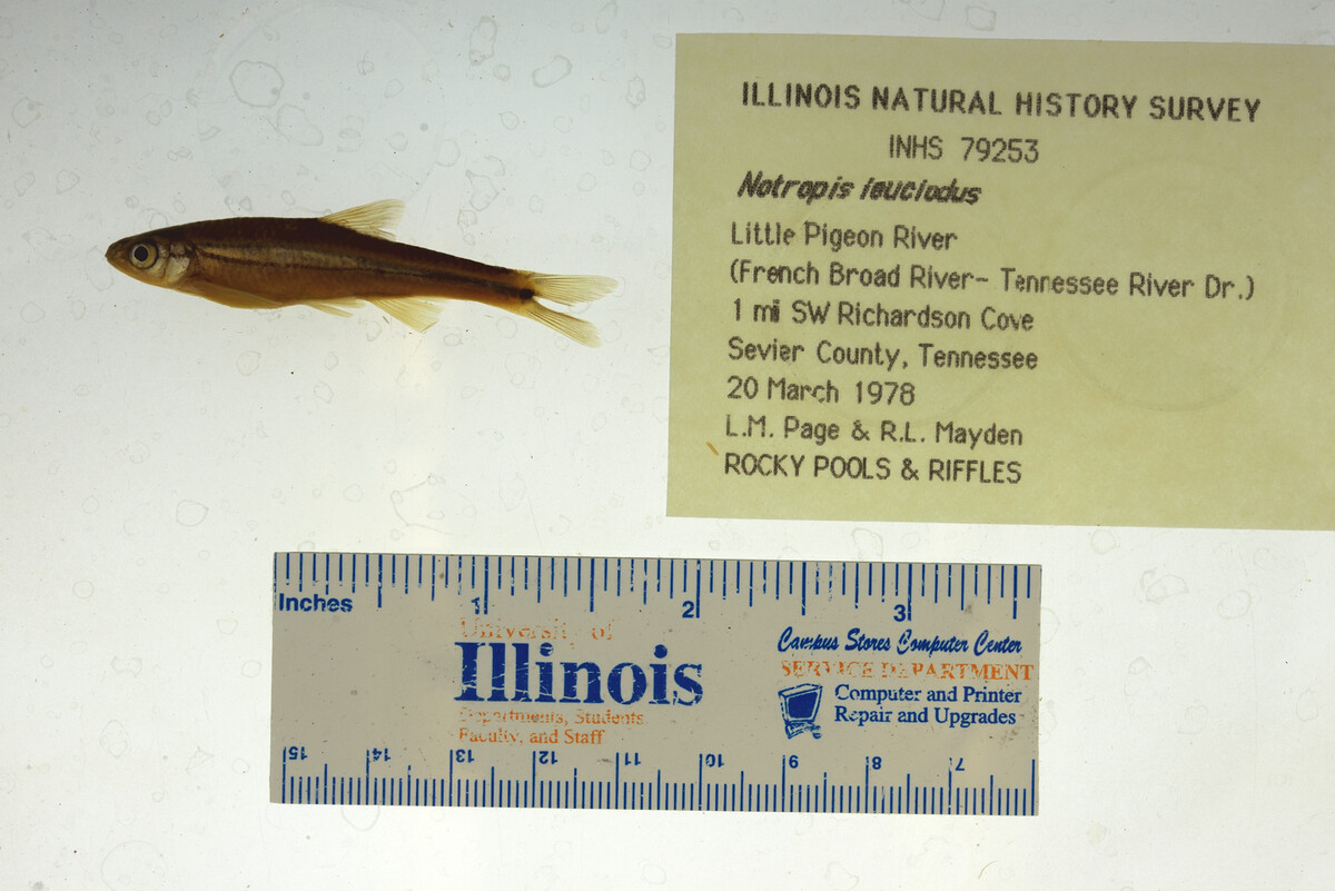Notropis leuciodus image