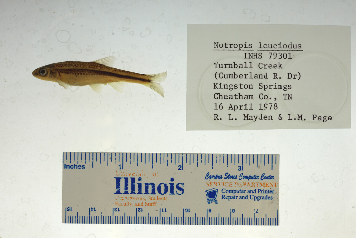 Notropis leuciodus image