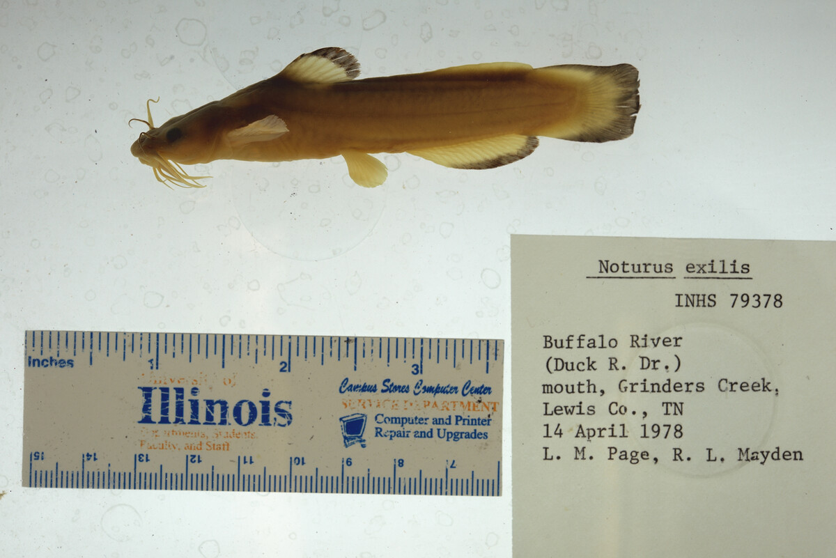 Noturus exilis image