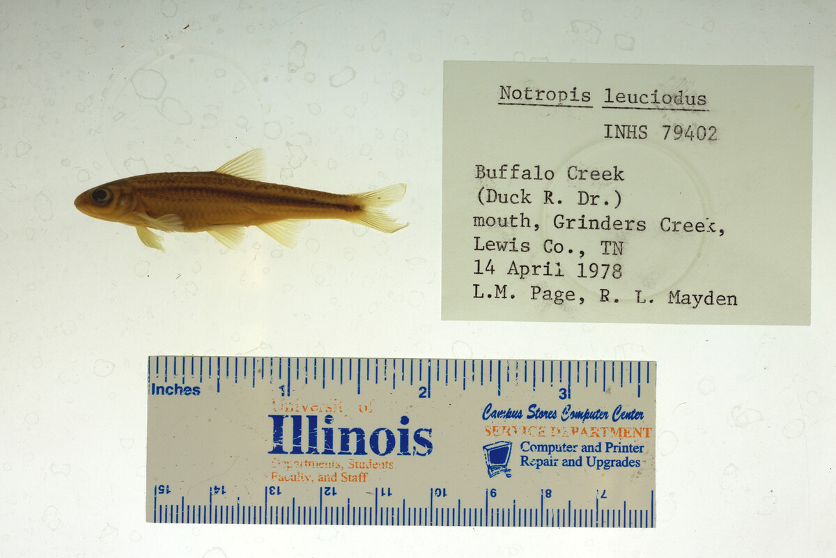 Notropis leuciodus image