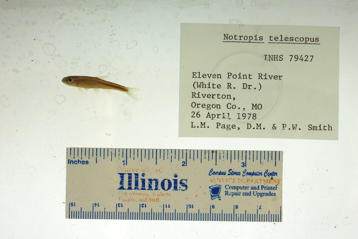 Notropis telescopus image