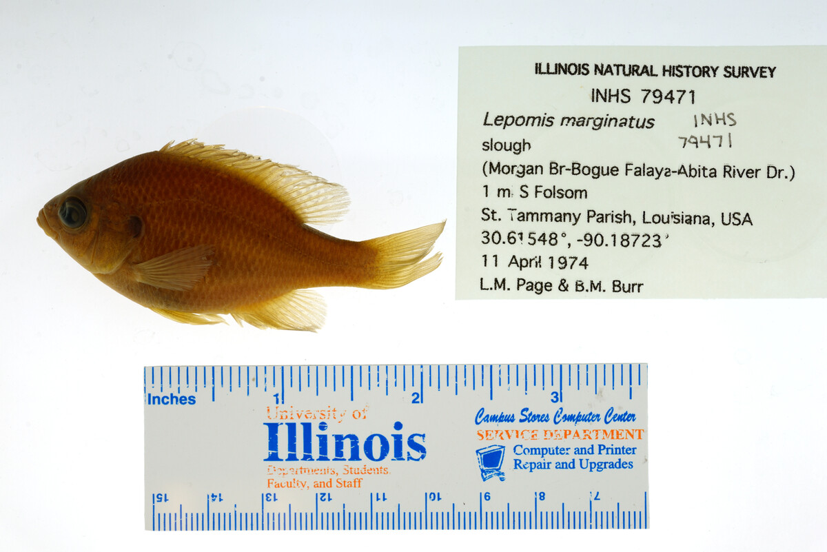 Lepomis marginatus image