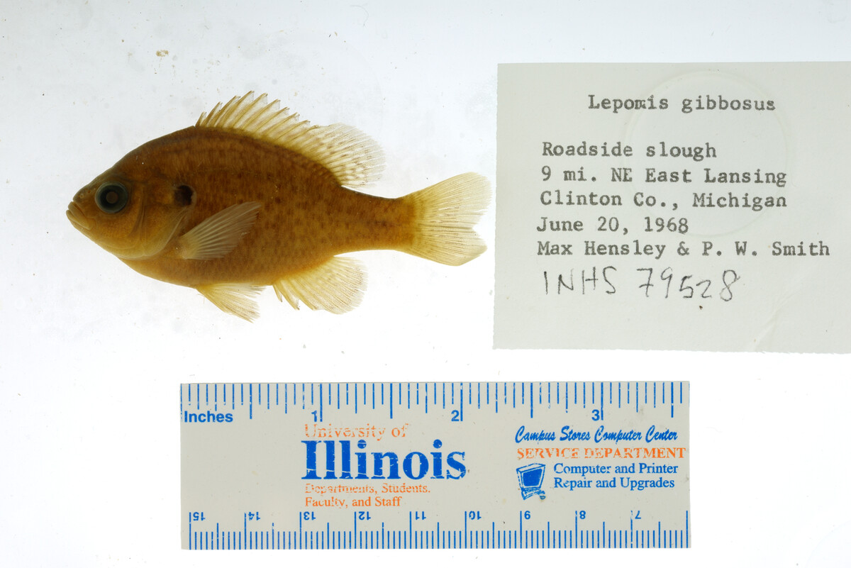 Lepomis gibbosus image