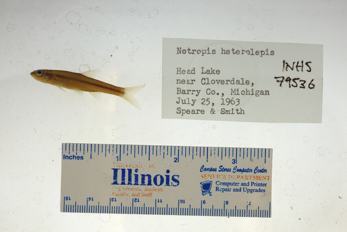 Notropis heterolepis image