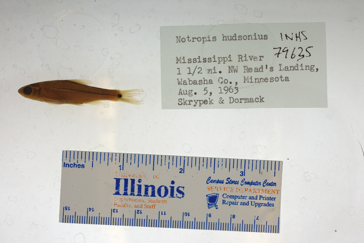 Notropis hudsonius image