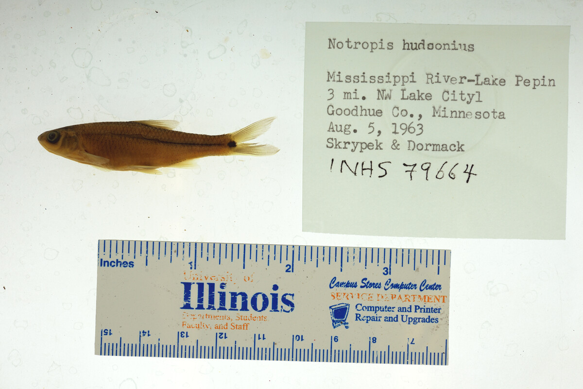 Notropis hudsonius image