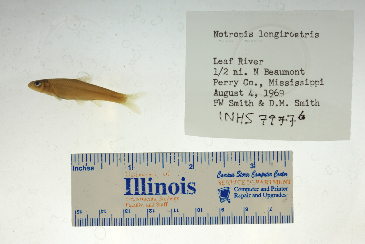 Notropis longirostris image