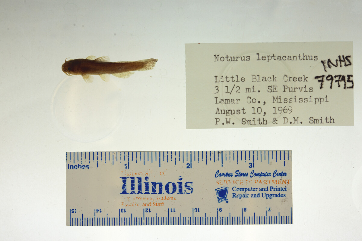 Noturus leptacanthus image