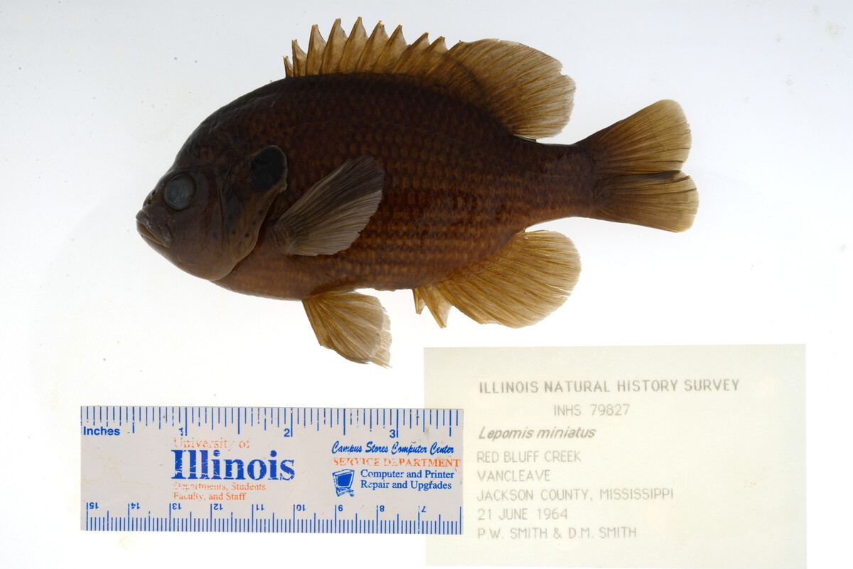 Lepomis miniatus image