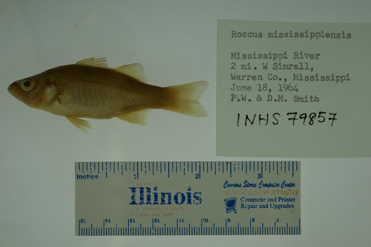 Morone mississippiensis image
