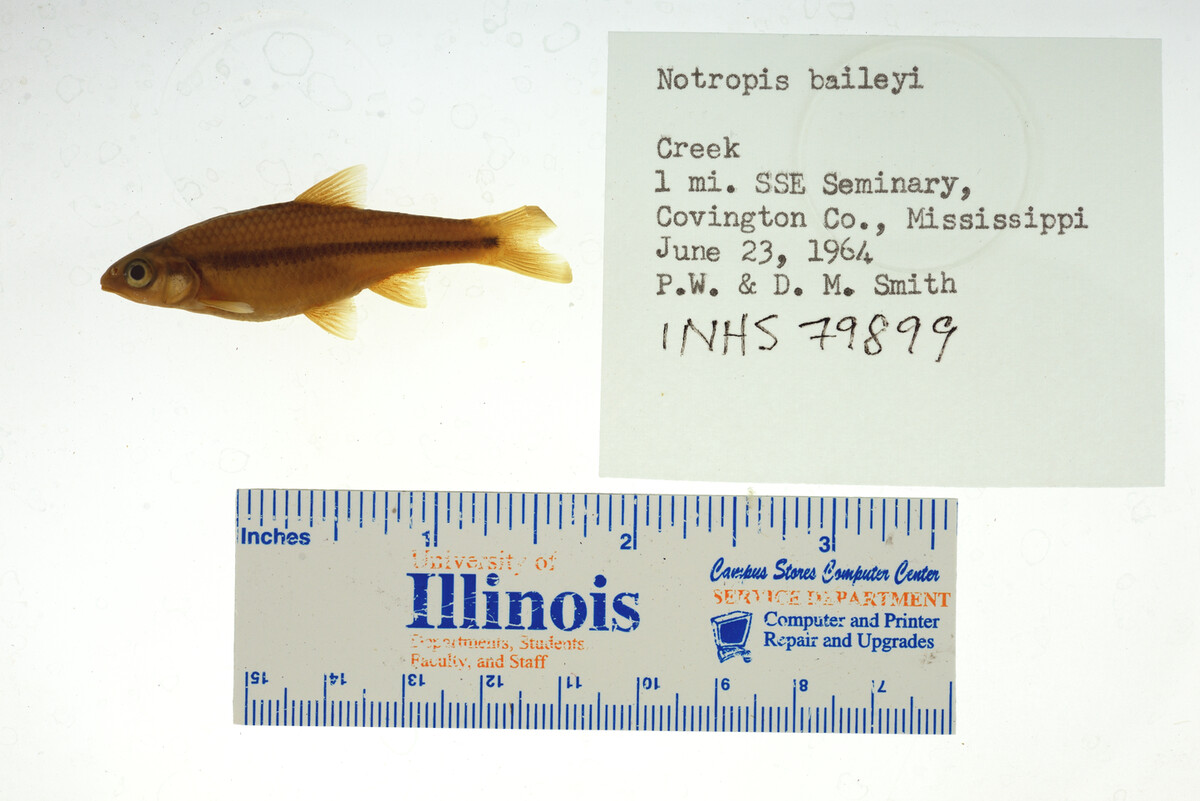 Notropis baileyi image