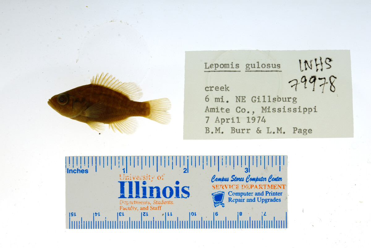 Lepomis gulosus image