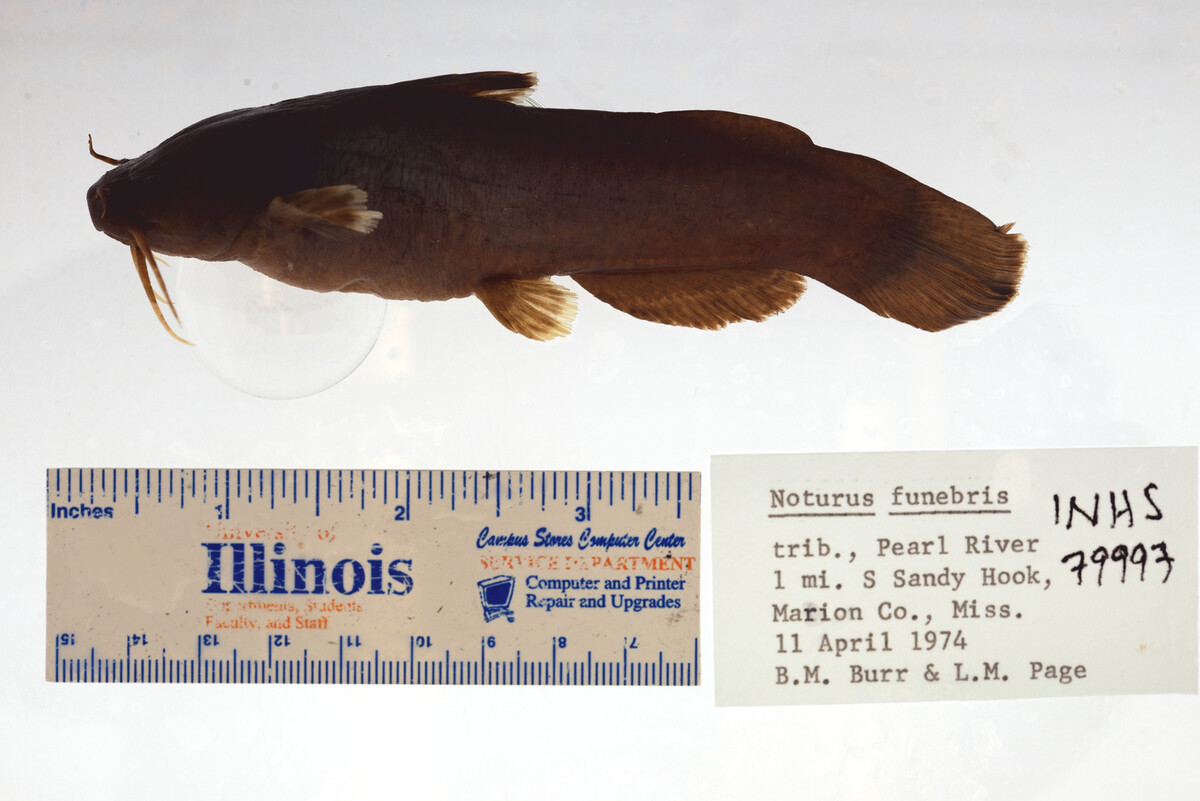 Noturus funebris image