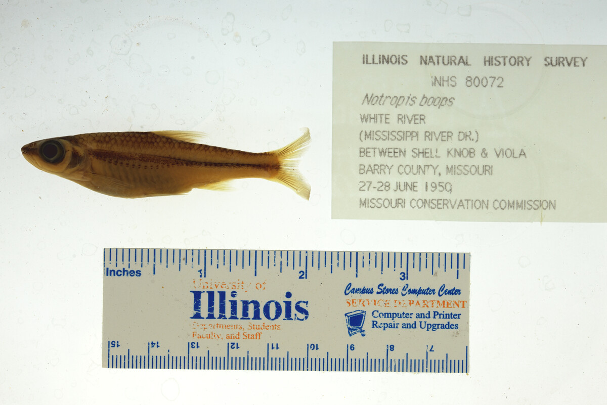 Notropis boops image