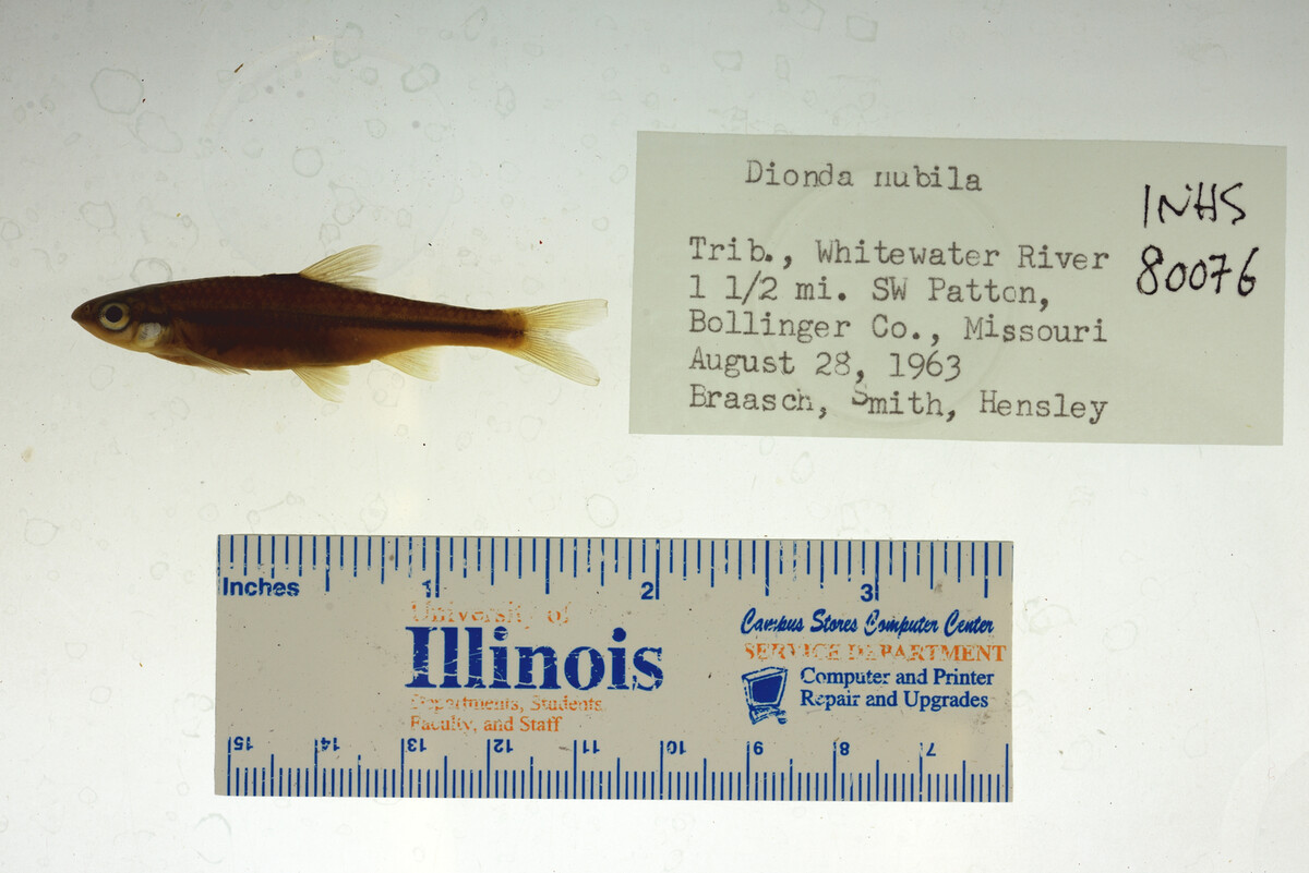 Notropis nubilus image