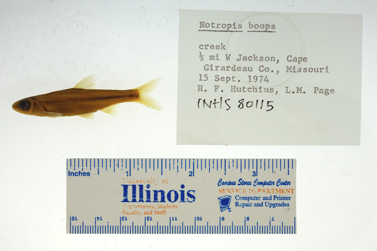 Notropis boops image