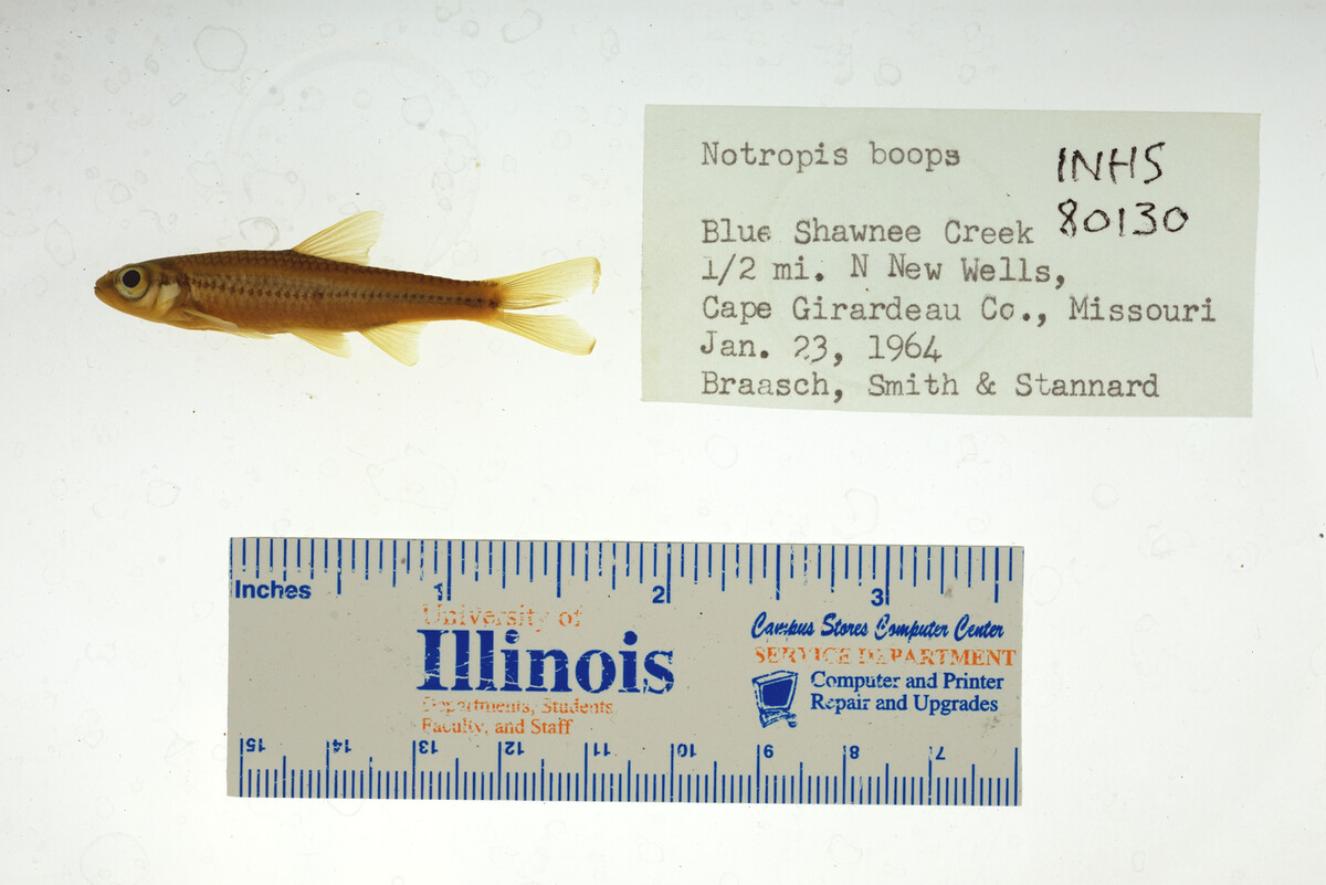 Notropis boops image