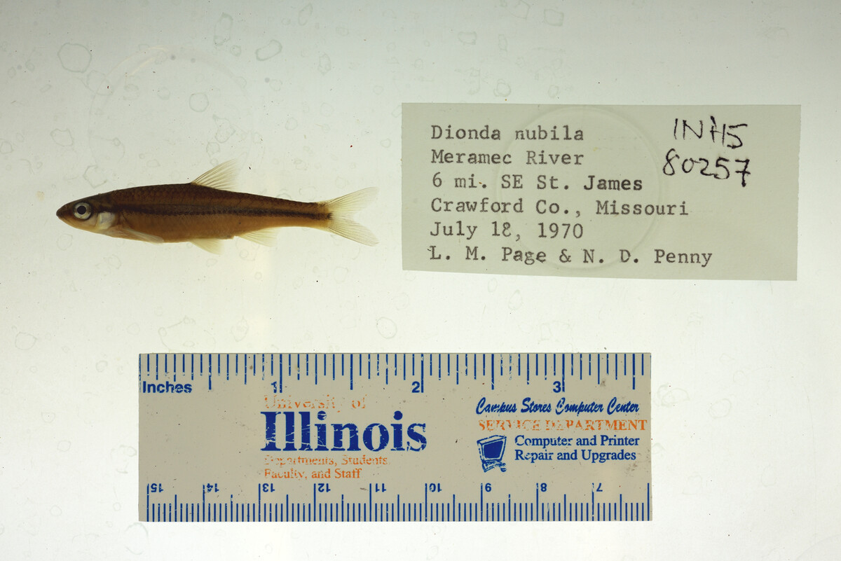 Notropis nubilus image