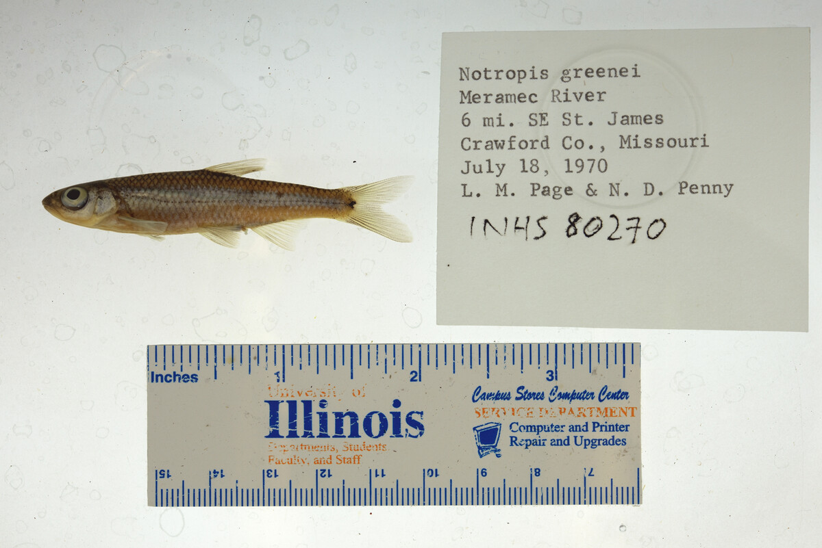 Notropis greenei image
