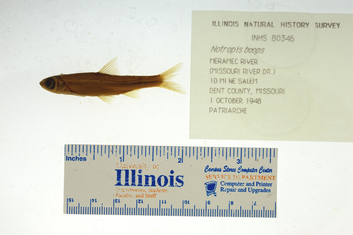 Notropis boops image