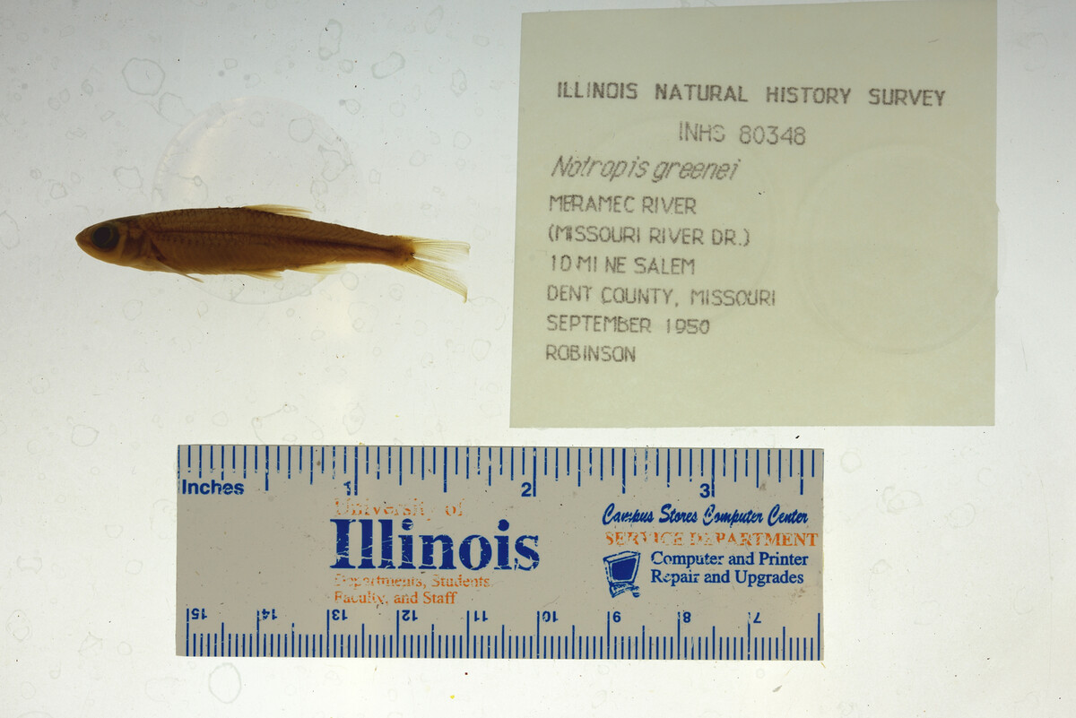 Notropis greenei image