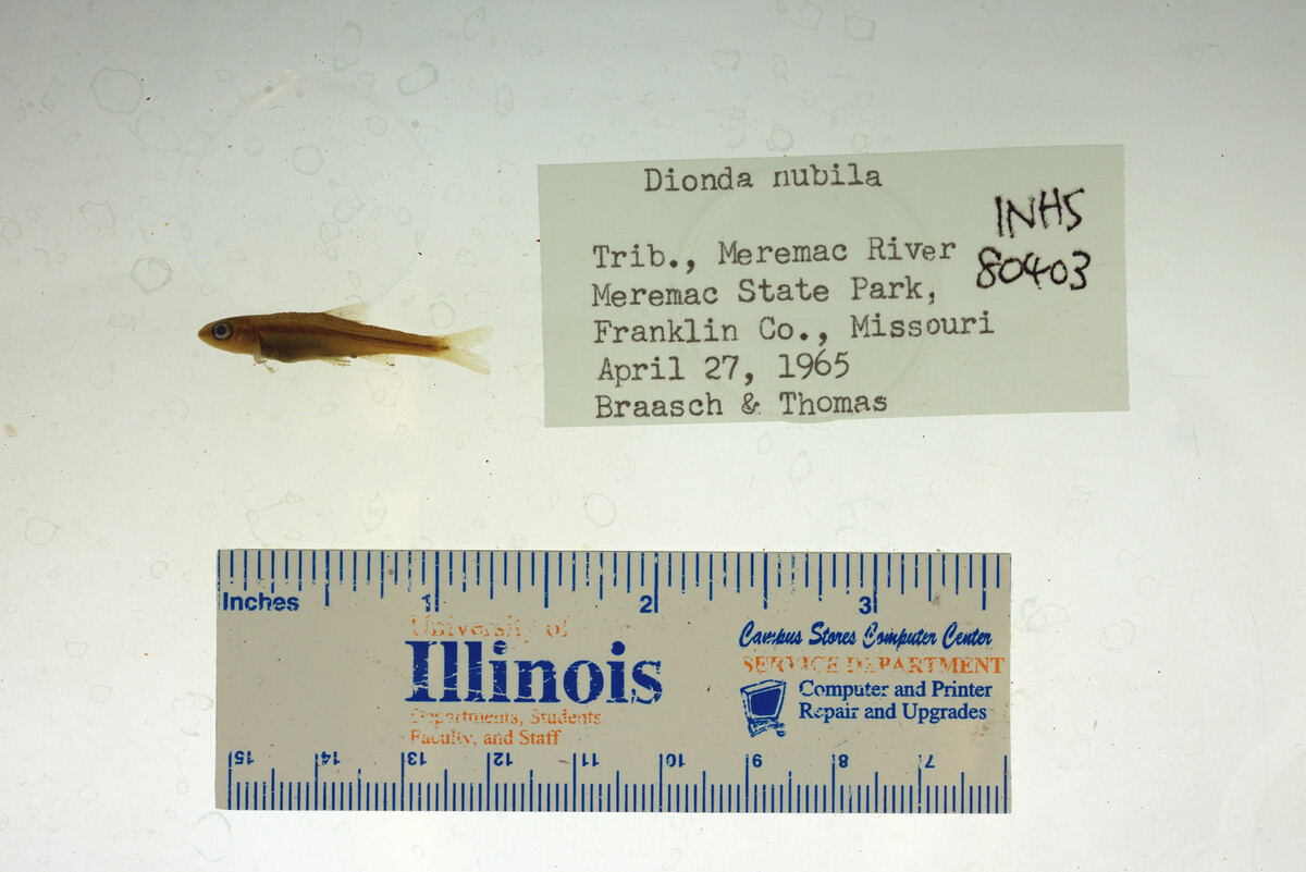 Notropis nubilus image