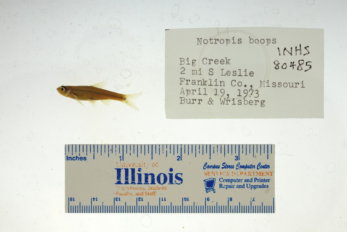 Notropis boops image