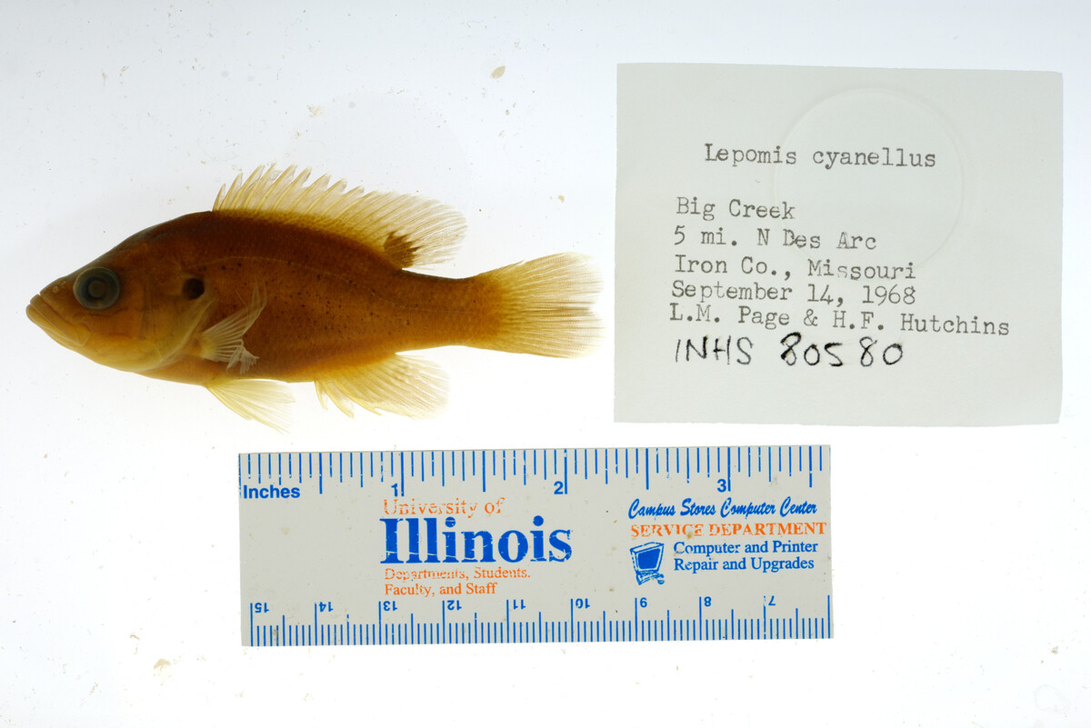 Lepomis cyanellus image