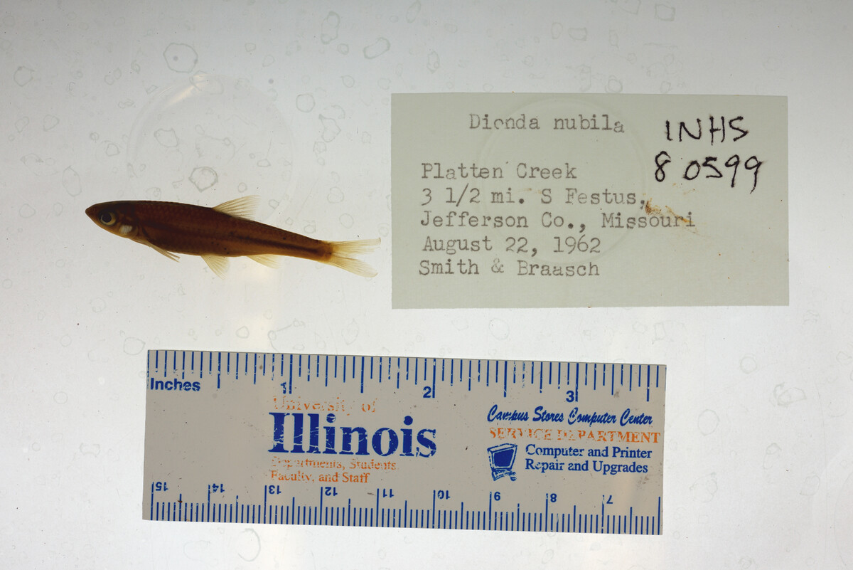 Notropis nubilus image